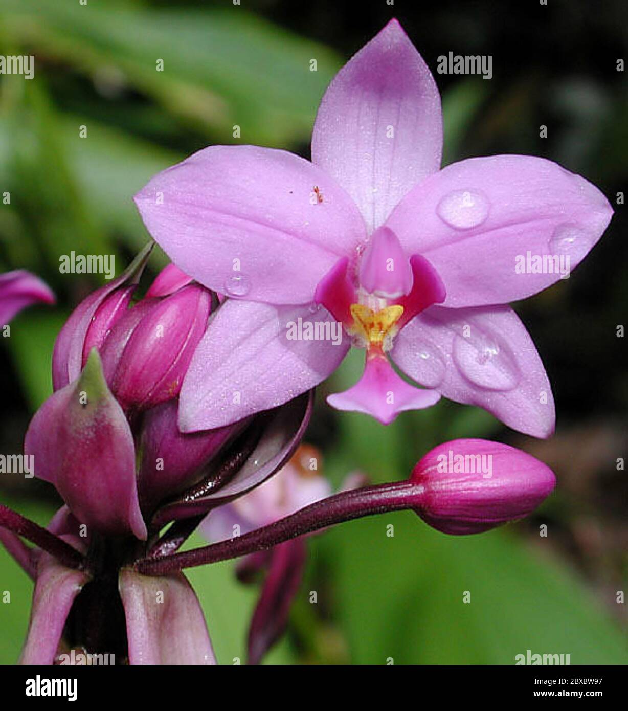 Spathoglottisplicata6.jpg Spathoglottis plicata Blume. Stock Photo