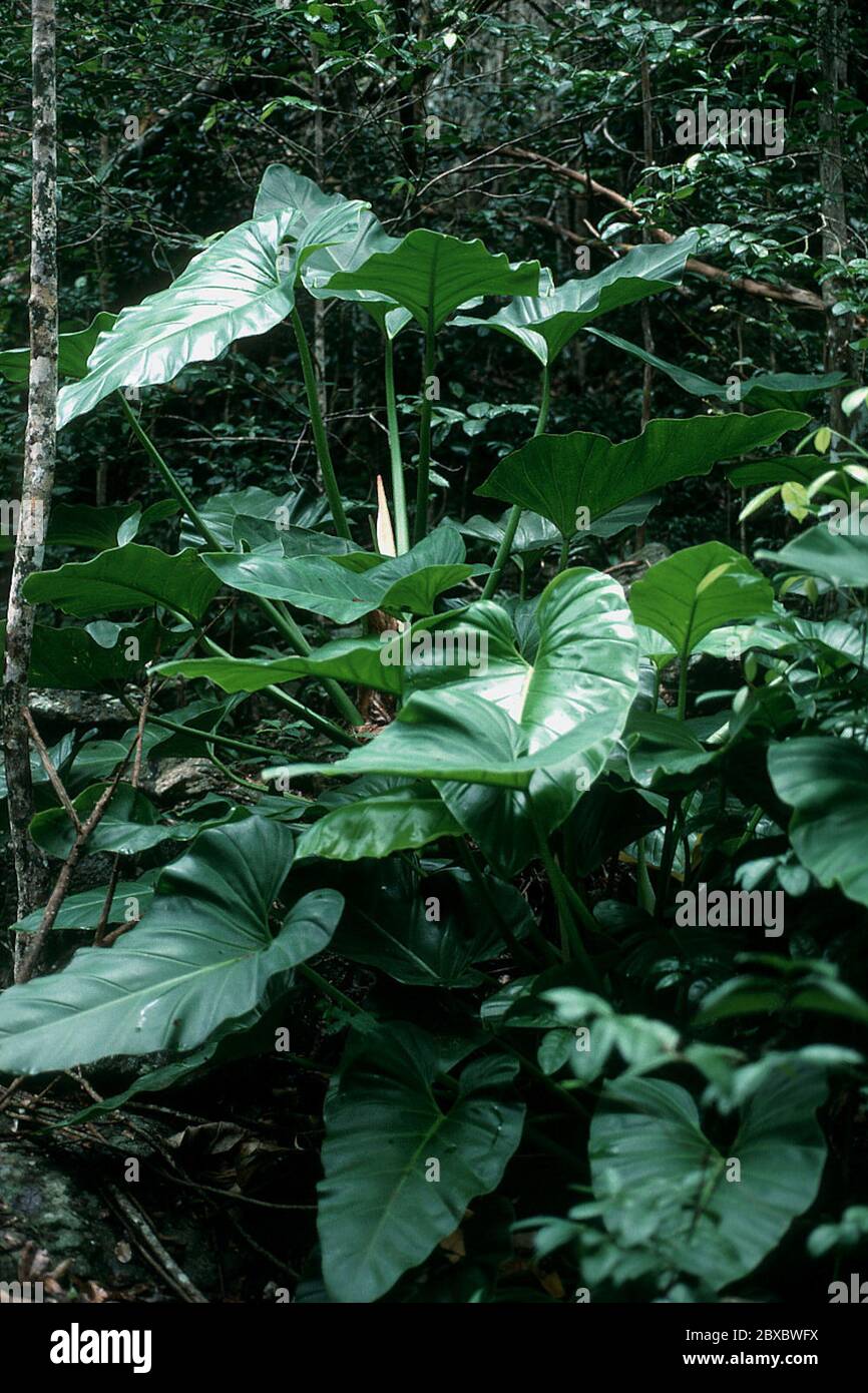 Philodendron giganteum Schott Philodendron giganteum Schott Stock Photo -  Alamy