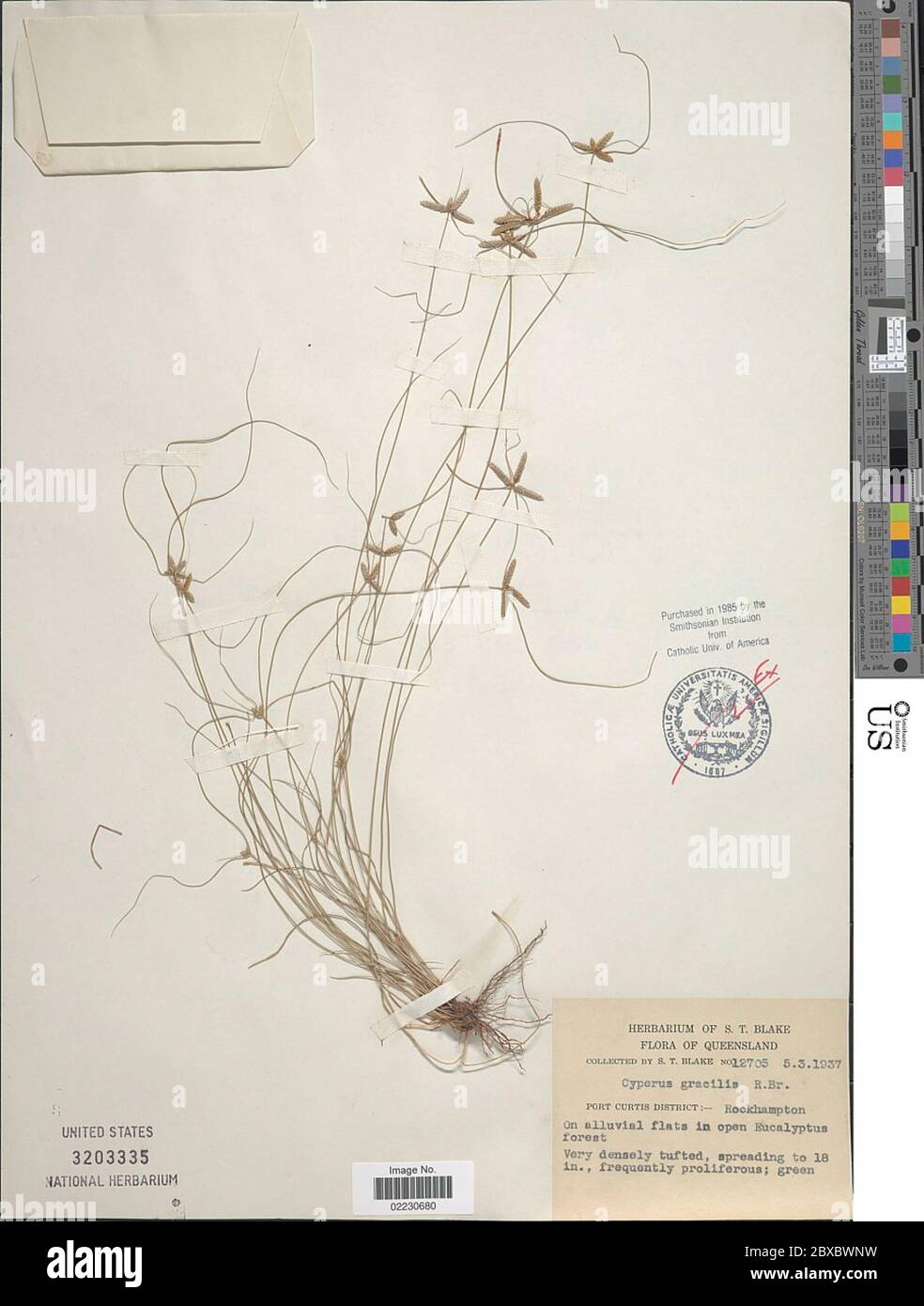 Cyperus gracilis R Br Cyperus gracilis R Br Stock Photo - Alamy
