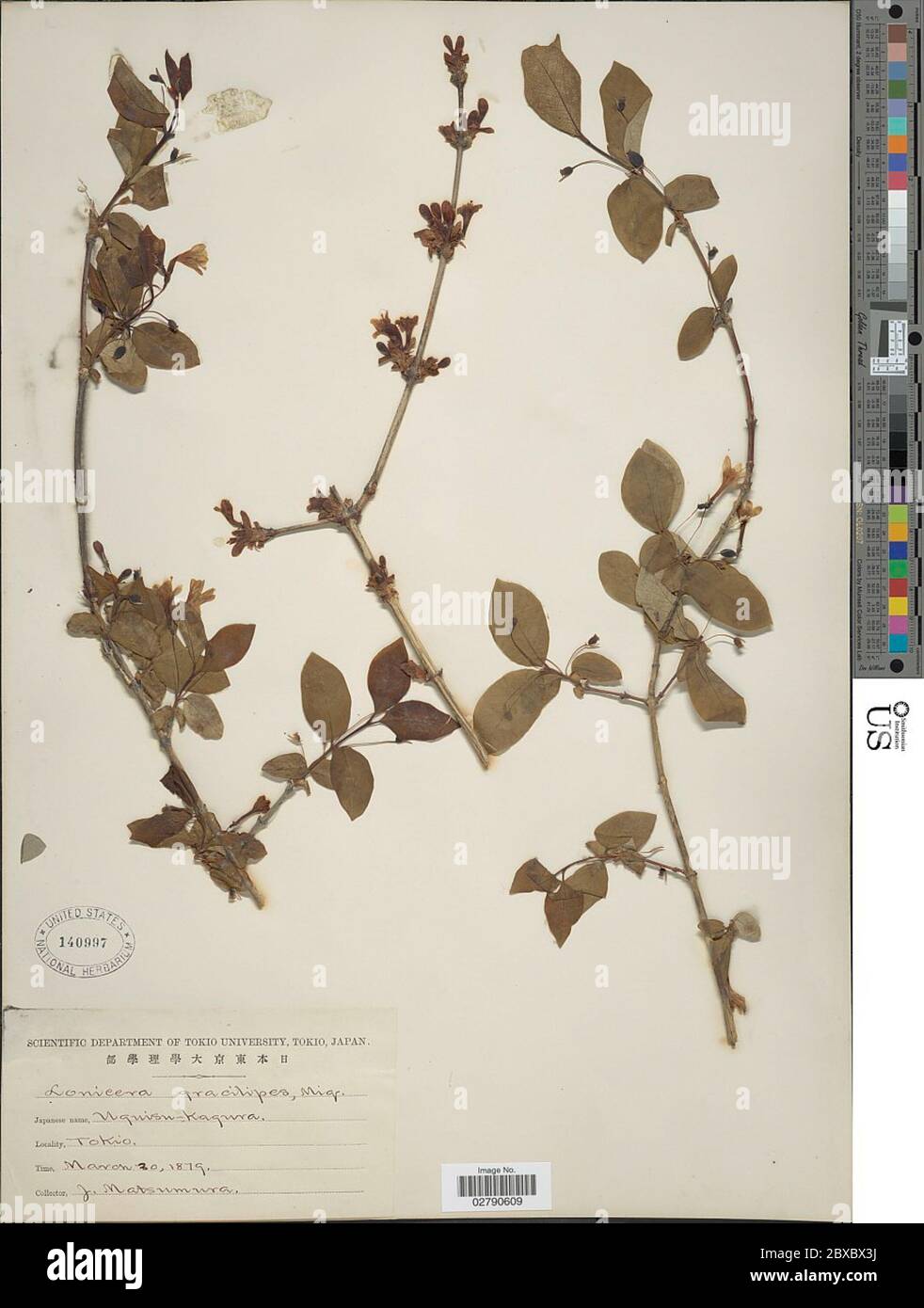 iceberg rose plant Iceberg main image 1