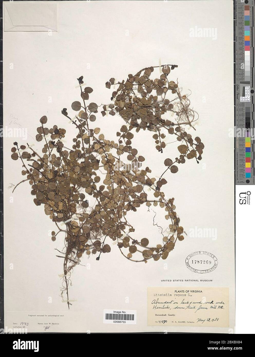 Mitchella repens L Mitchella repens L Stock Photo - Alamy