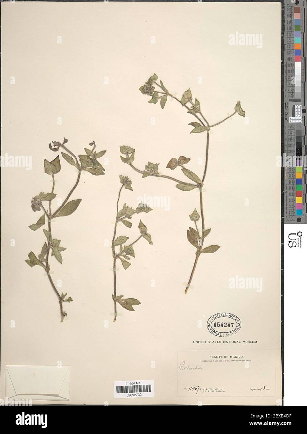 Richardia scabra hi-res stock photography and images - Alamy