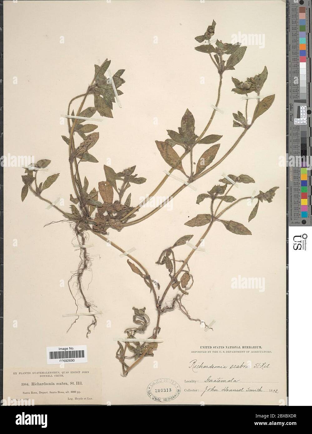 Richardia scabra hi-res stock photography and images - Alamy