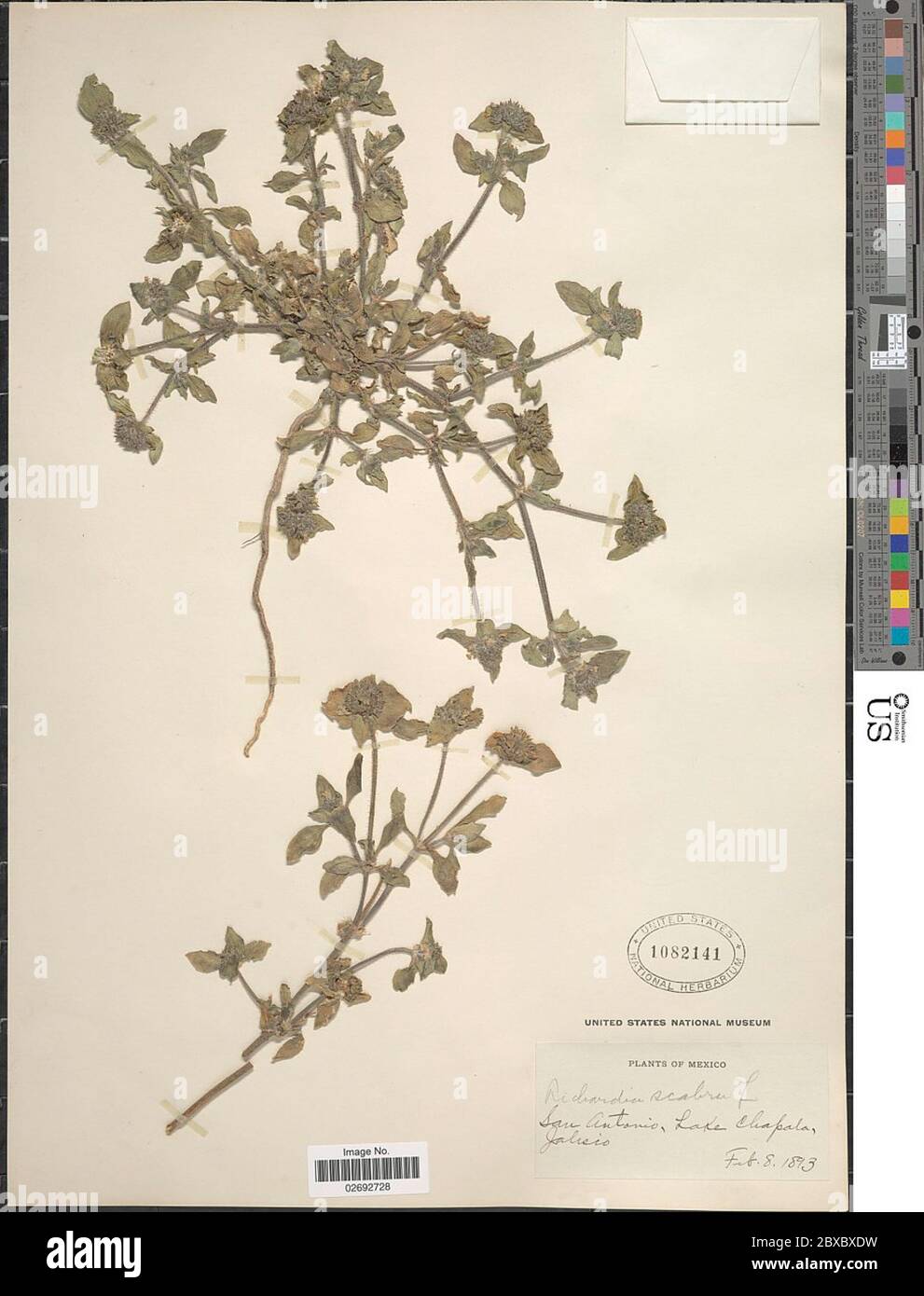 Richardia scabra hi-res stock photography and images - Alamy