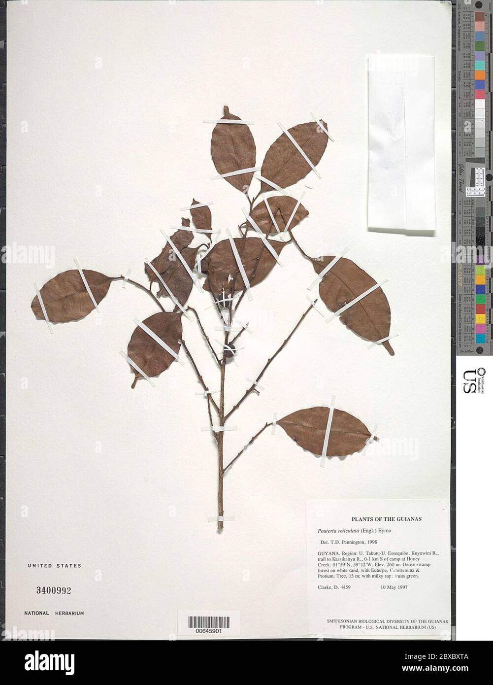 Pouteria reticulata Engl Eyma Pouteria reticulata Engl Eyma. Stock Photo