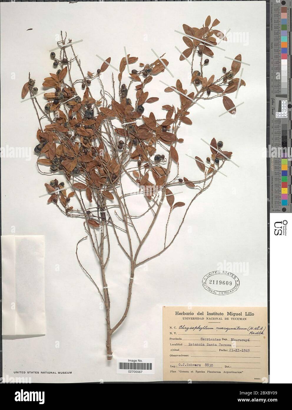 Chrysophyllum marginatum Hook Arn Radlk subsp marginatum Chrysophyllum marginatum Hook Arn Radlk subsp marginatum. Stock Photo