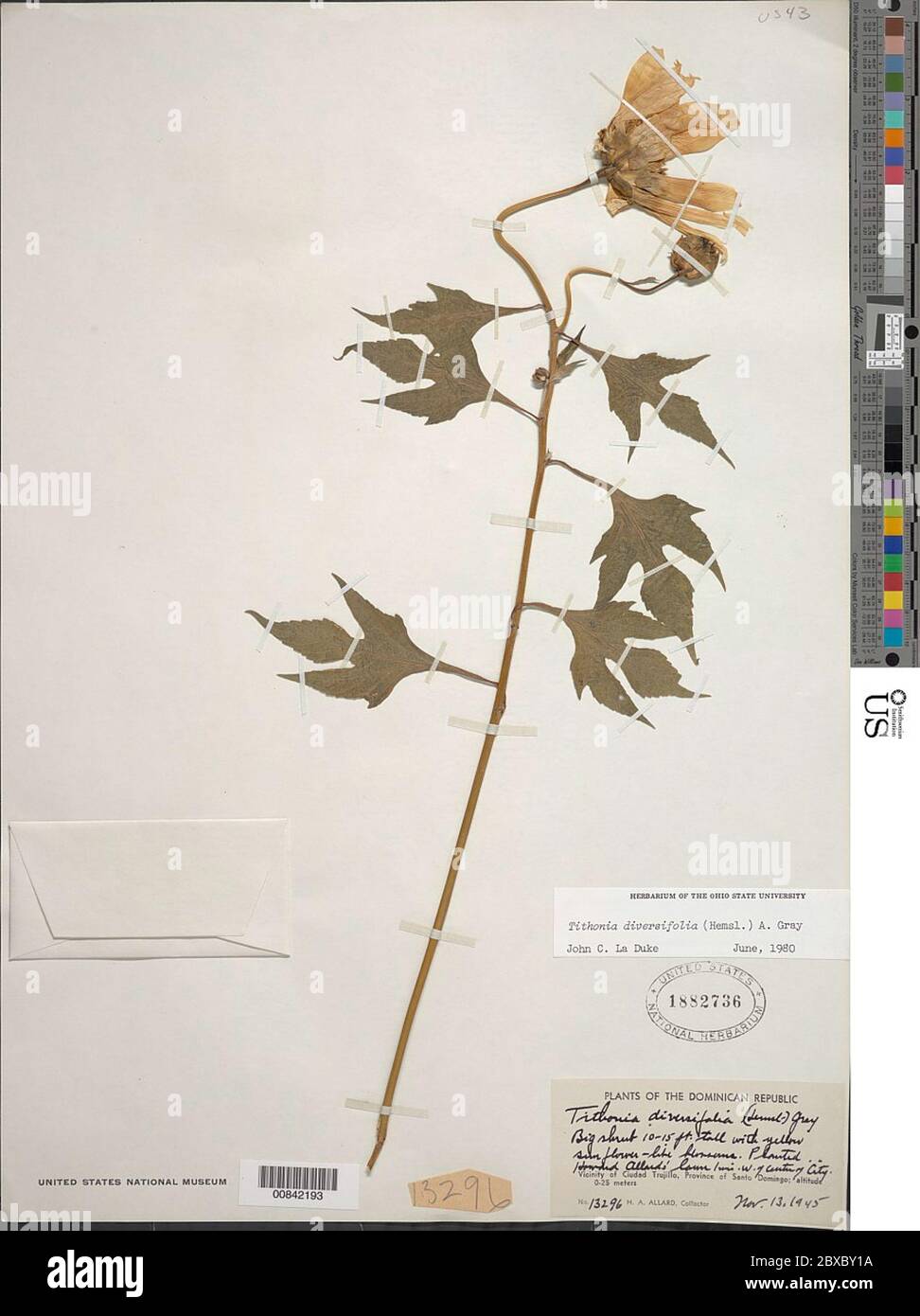 Tithonia diversifolia Hemsl A Gray Tithonia diversifolia Hemsl A Gray. Stock Photo