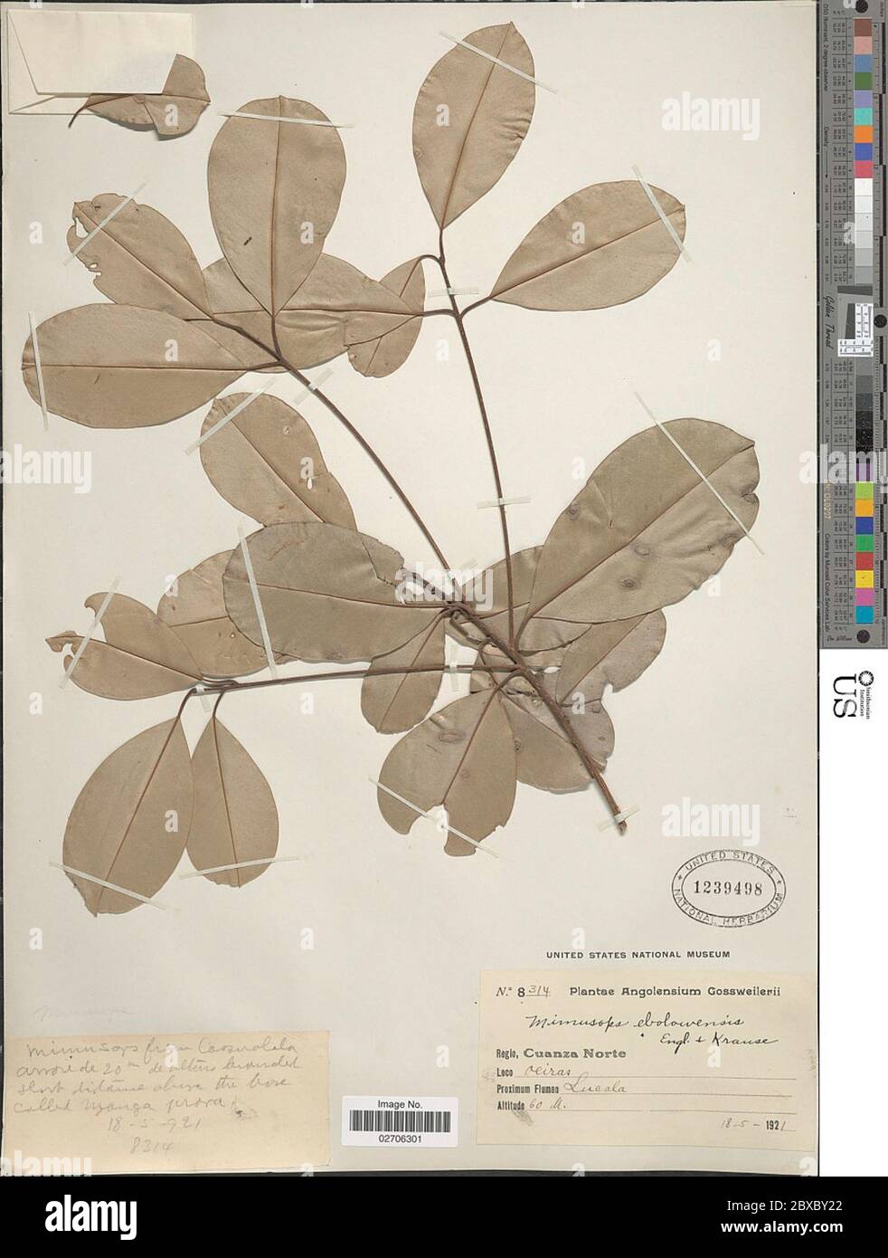 Mimusops ebolowensis Mimusops ebolowensis Stock Photo Alamy