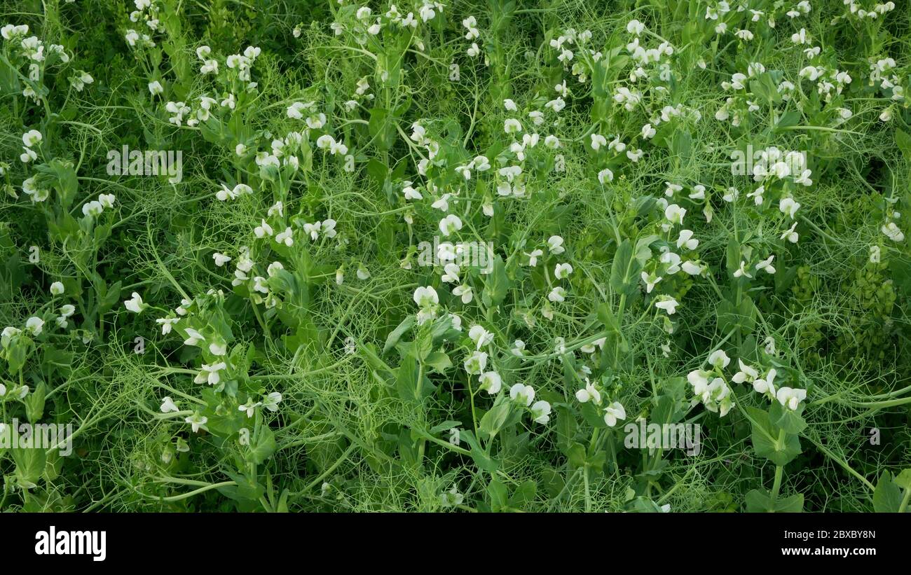 Peas detail blossom flower white bio organic farm farming Pisum sativum, green fertilization mulch field and soil nutrition for other crops cover Stock Photo