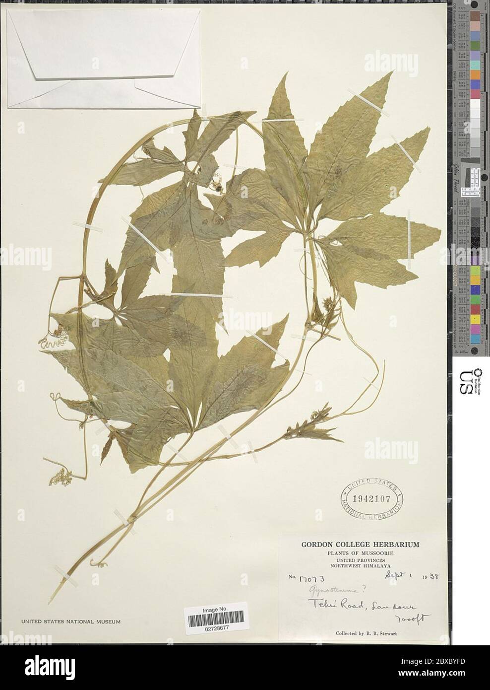 Gynostemma pentaphyllum f pentaphyllum Gynostemma pentaphyllum f pentaphyllum Stock Photo Alamy Gynostemma pentaphyllum f pentaphyllum Gynostemma pentaphyllum f pentaphyllum Stock Photo Alamy