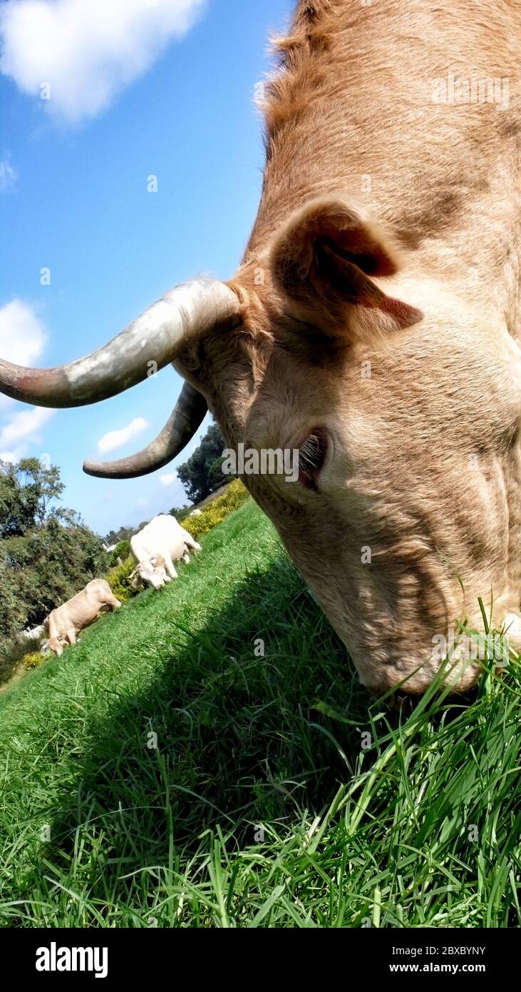 Herd of cows grazing in meadow. Closeup of a cow head eating grass ...