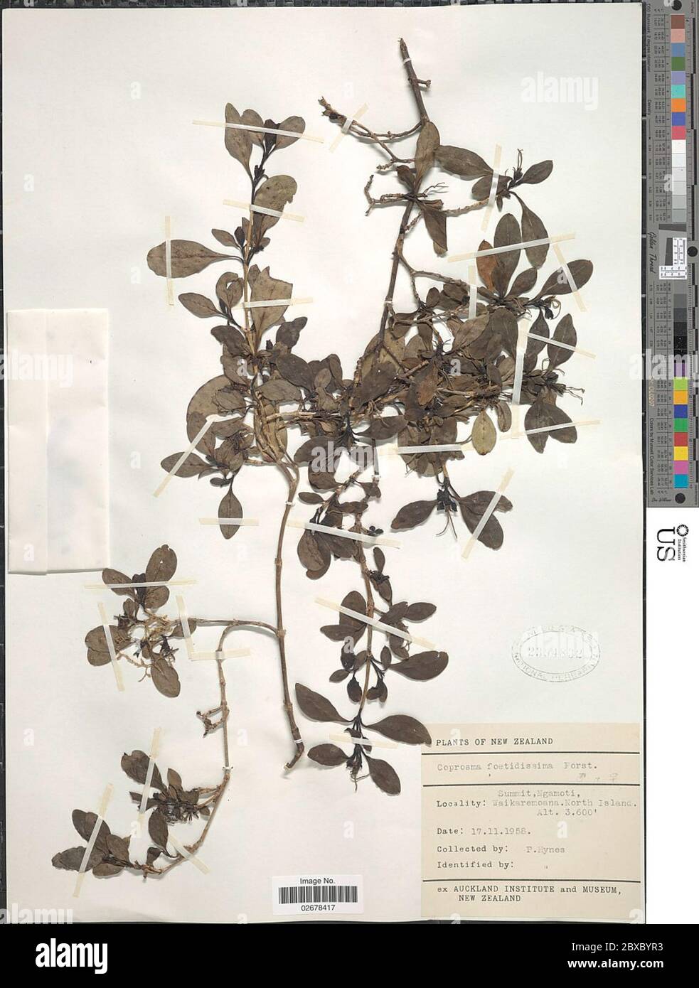 Coprosma foetidissima Coprosma foetidissima. Stock Photo