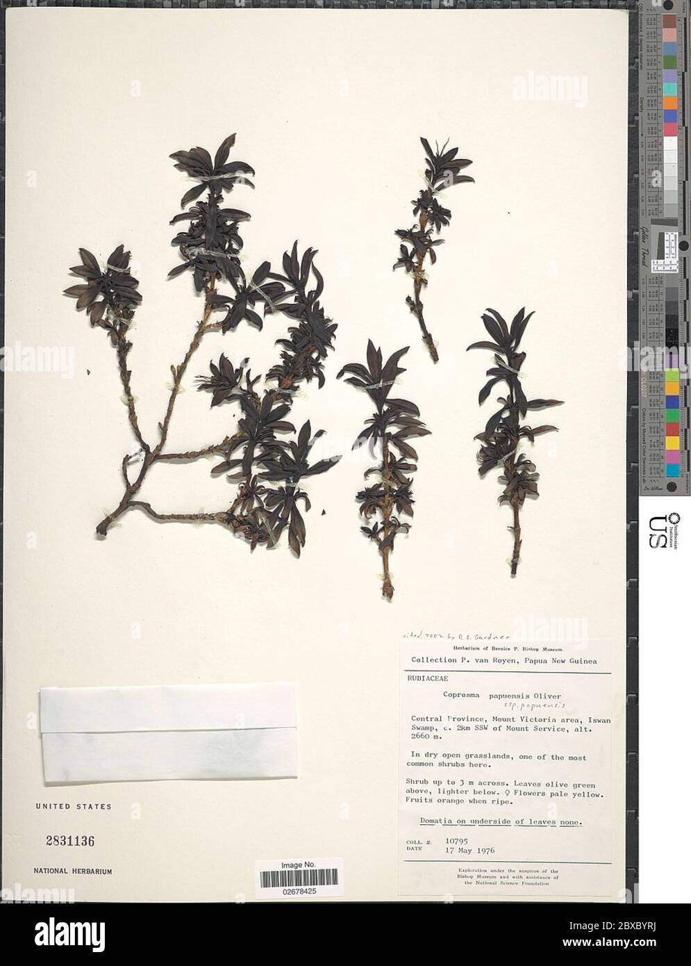 Coprosma papuensis subsp papuensis Coprosma papuensis subsp papuensis. Stock Photo