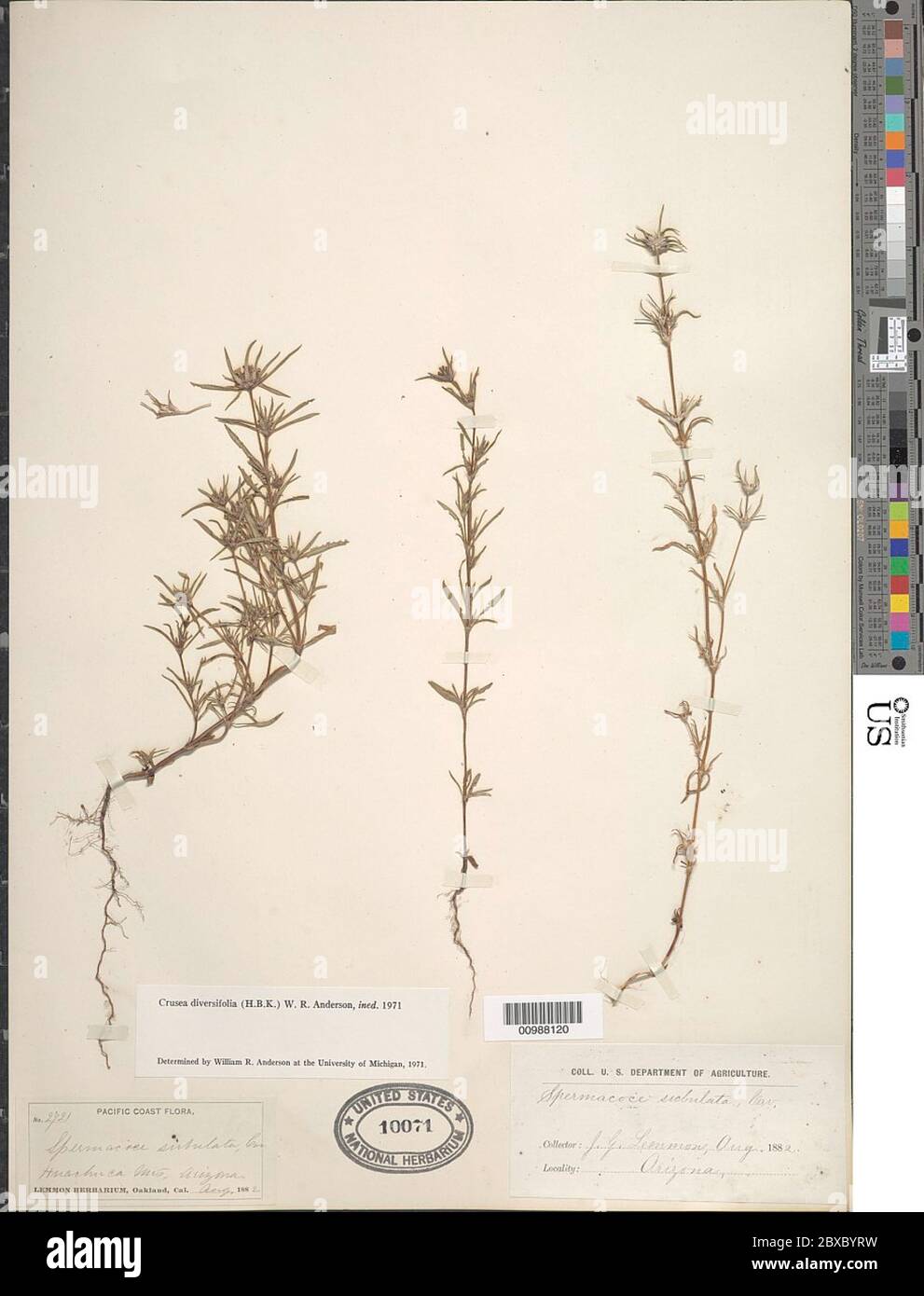 Crusea diversifolia Kunth WR Anderson Crusea diversifolia Kunth WR Anderson. Stock Photo