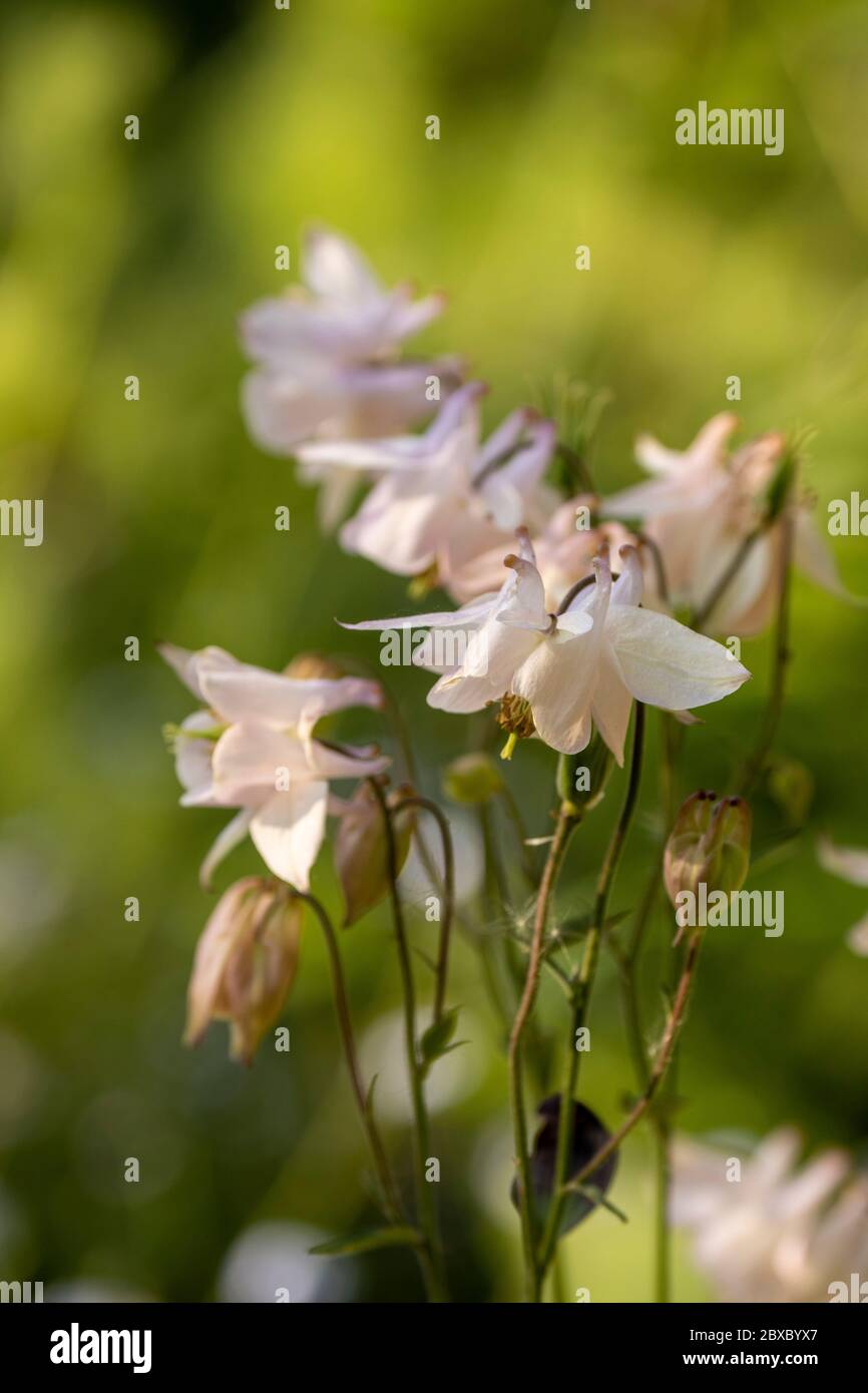 Aquilegia flowering in a London urban garden in bright sunshine, natural flower portrait Stock Photo