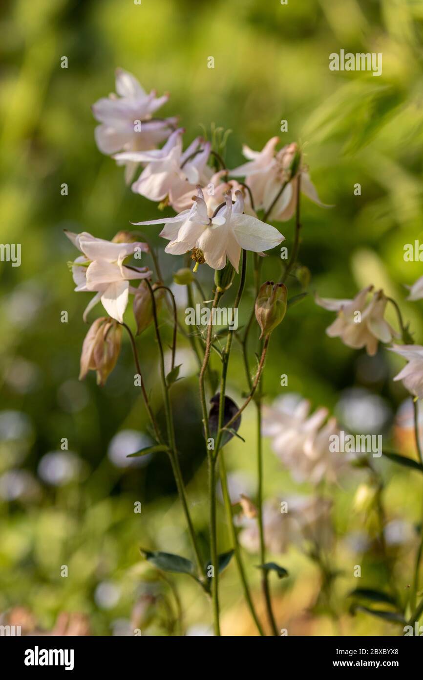 Aquilegia flowering in a London urban garden in bright sunshine, natural flower portrait Stock Photo