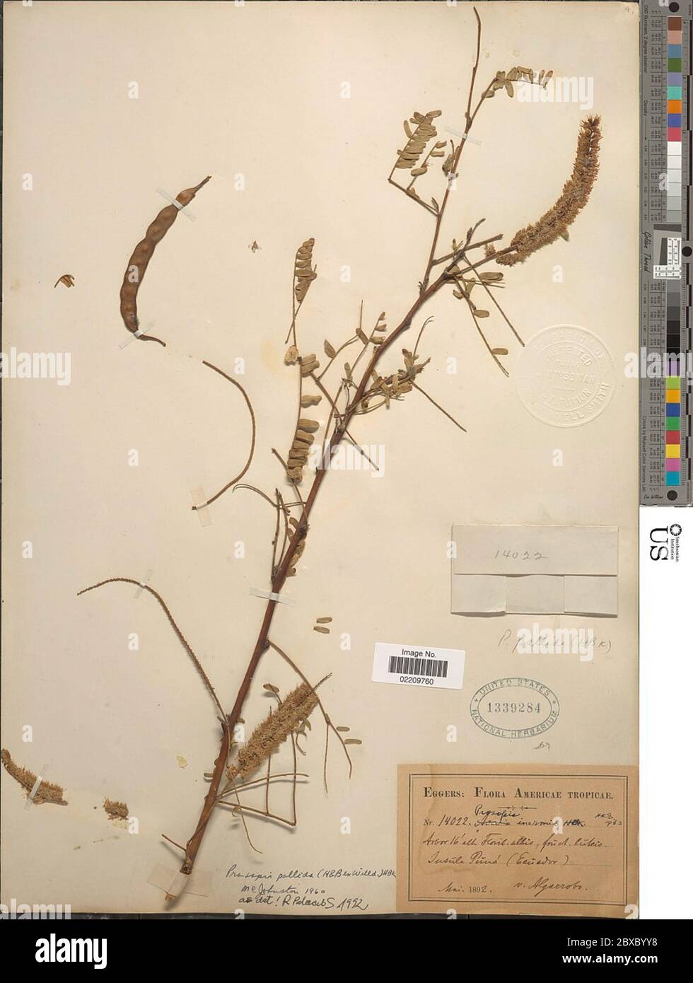 Prosopis pallida Humb Bonpl ex Willd Kunth Prosopis pallida Humb Bonpl ex Willd Kunth. Stock Photo