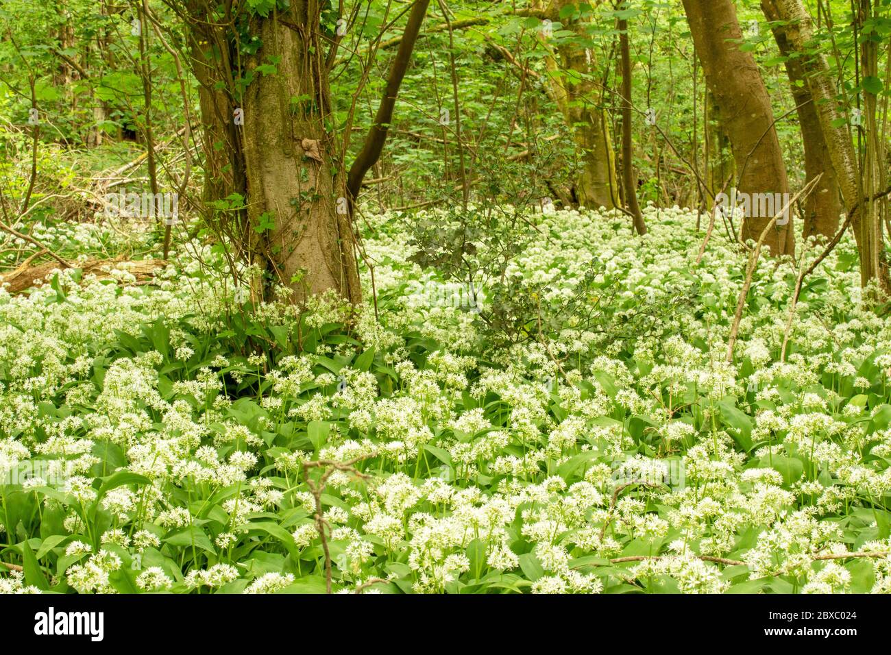 Wild Ransom's Ancient woodland indicator kingdom hi-res stock photography and images ...