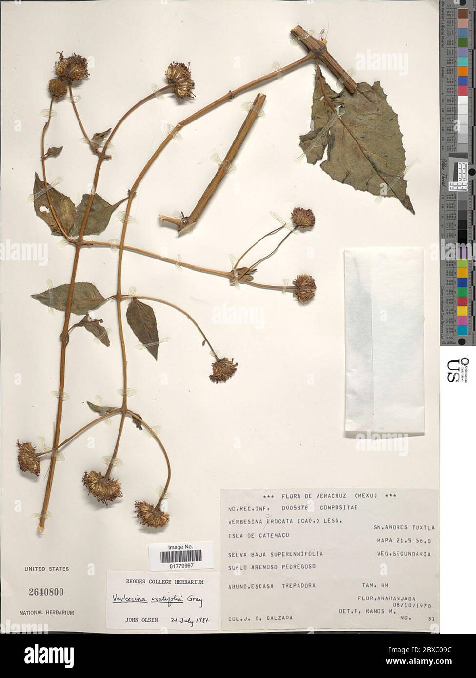 Verbesina ovatifolia A Gray ex Hemsl Verbesina ovatifolia A Gray ex Hemsl. Stock Photo