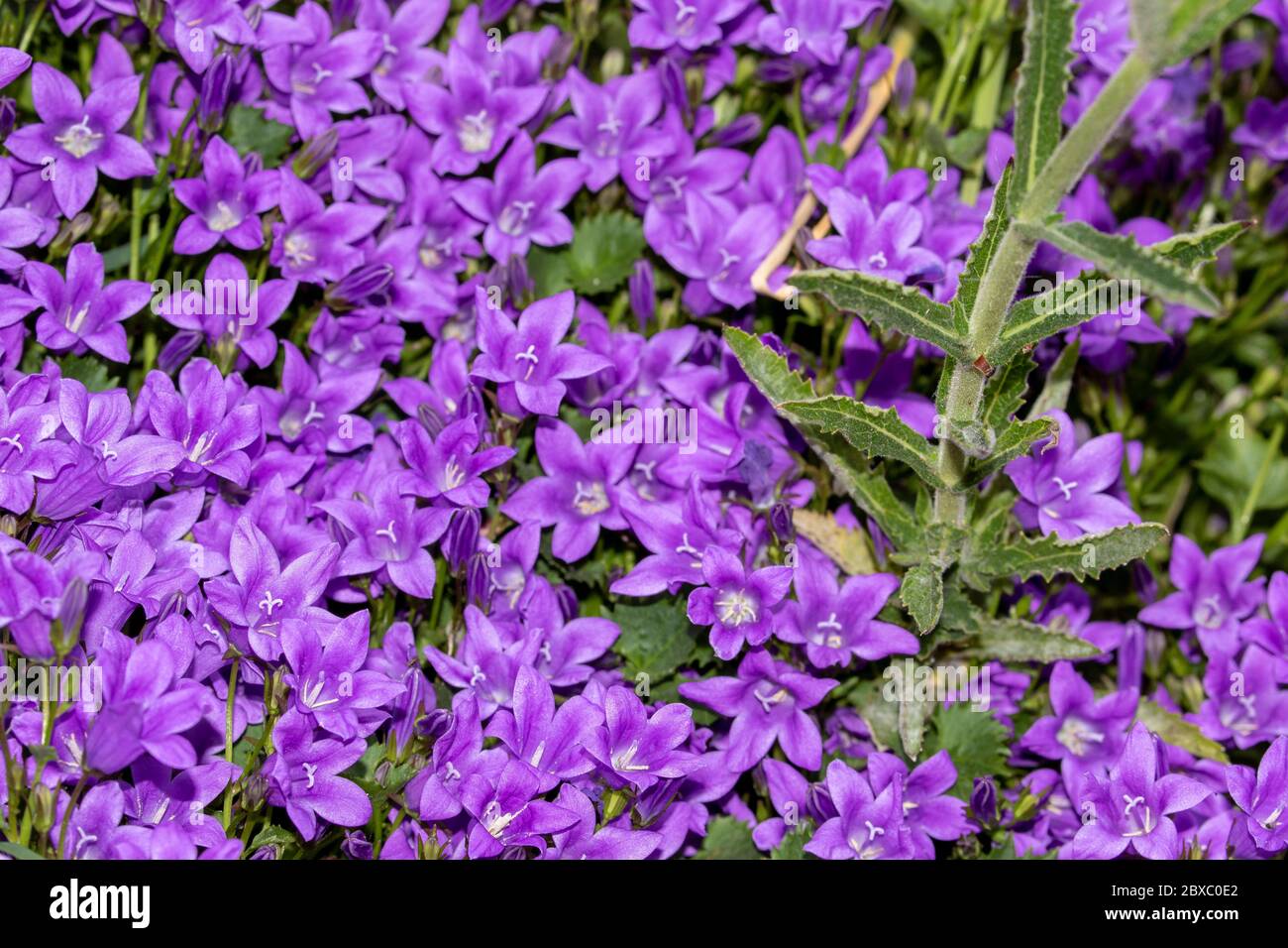 Campanula (bell flower) flowering profusely in the sunshine of an English garden Stock Photo