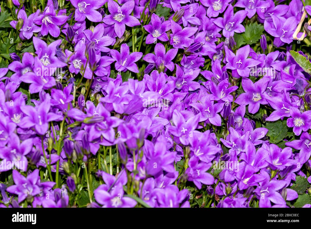 Campanula (bell flower) flowering profusely in the sunshine of an English garden Stock Photo