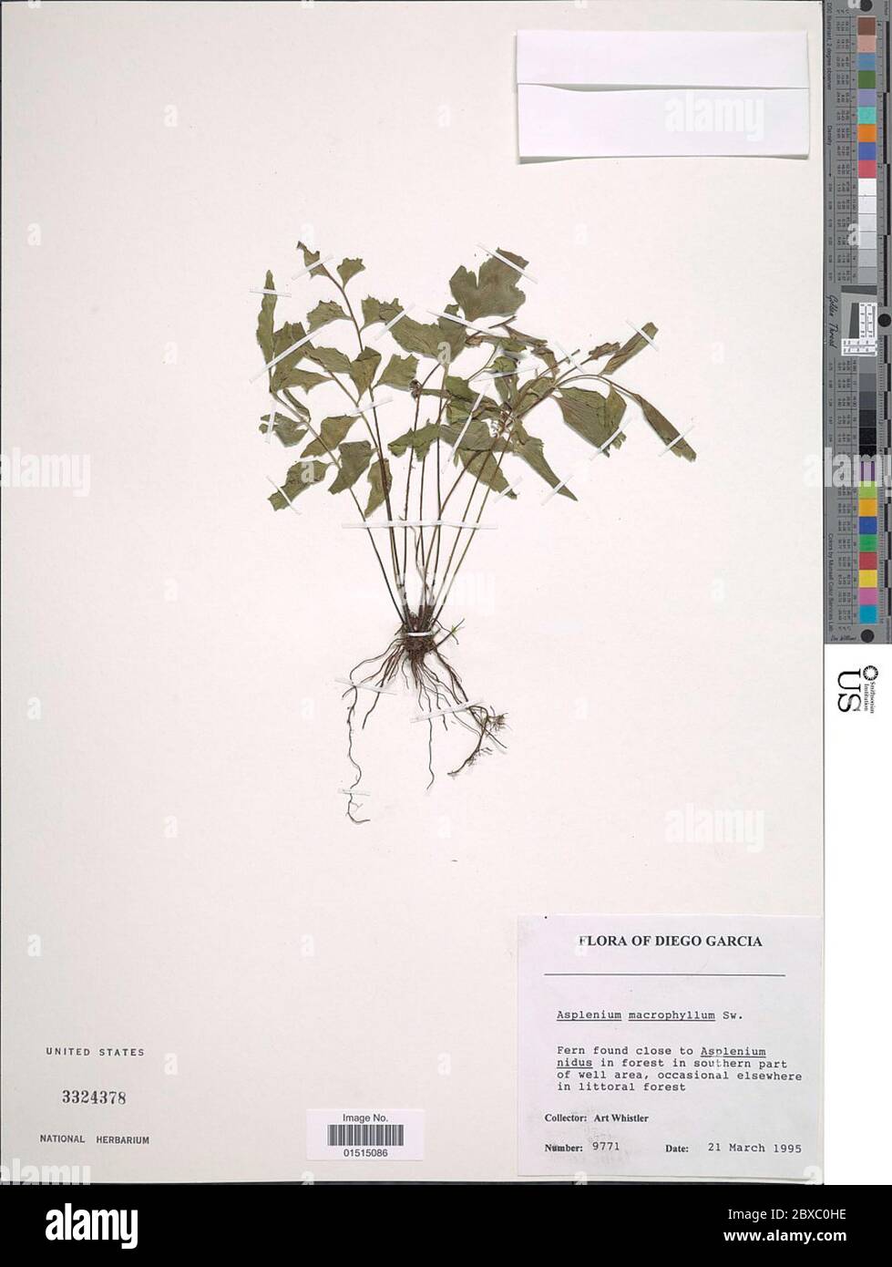Asplenium macrophyllum Sw Asplenium macrophyllum Sw. Stock Photo