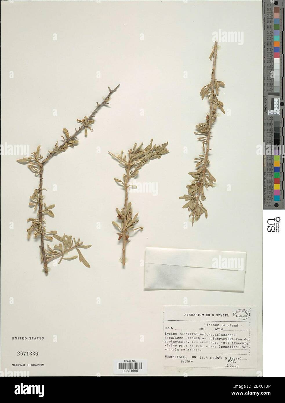 Lycium bosciifolium Schinz Lycium bosciifolium Schinz. Stock Photo