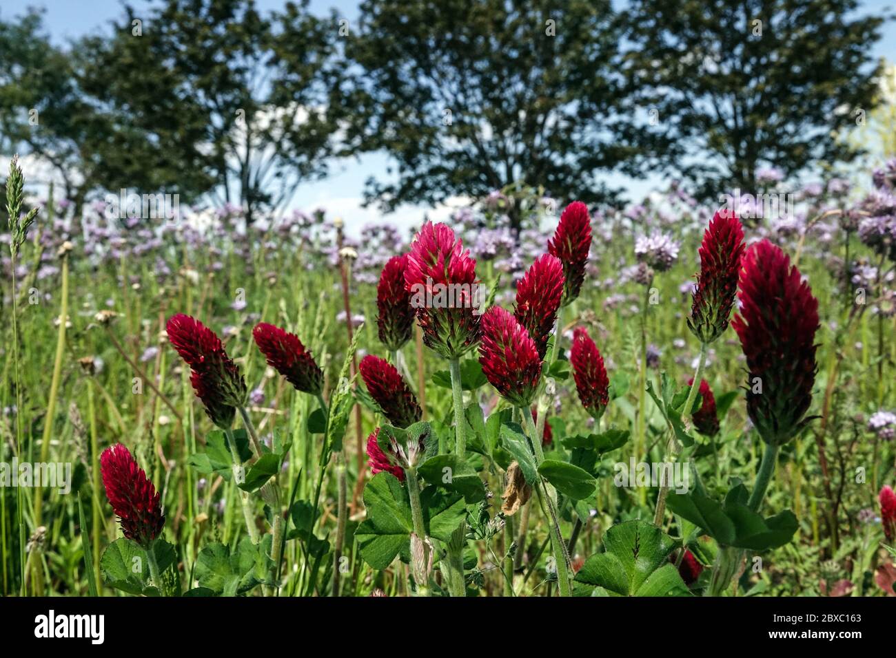 Melliferous plants on a meadow, Crimson clover Stock Photo