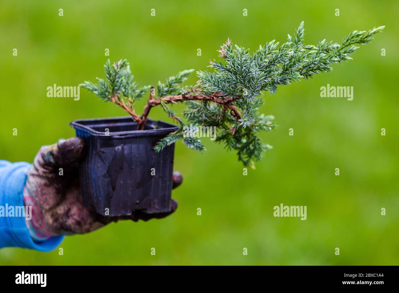 Blue Carpet Juniper seedling in black pot is in a gardener hand, close-up photo with selective focus Stock Photo