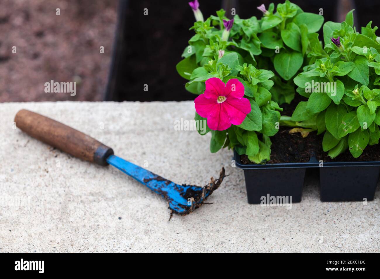 Blue hoe lays near petunia seedlings in decorative pots, close-up photo with selective focus Stock Photo