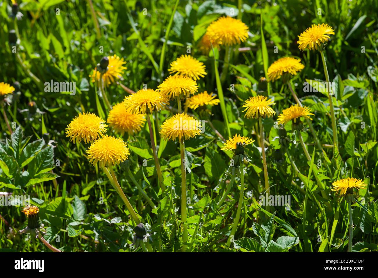 Yellow dandelions in bloom are on a green meadow at sunny day.  Taraxacum officinale close-up photo with selective focus Stock Photo