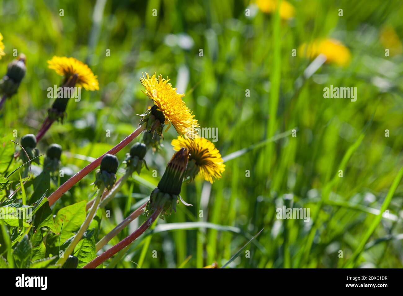 Yellow dandelions in bloom are on a green meadow at sunny day. Close-up photo with selective focus Stock Photo