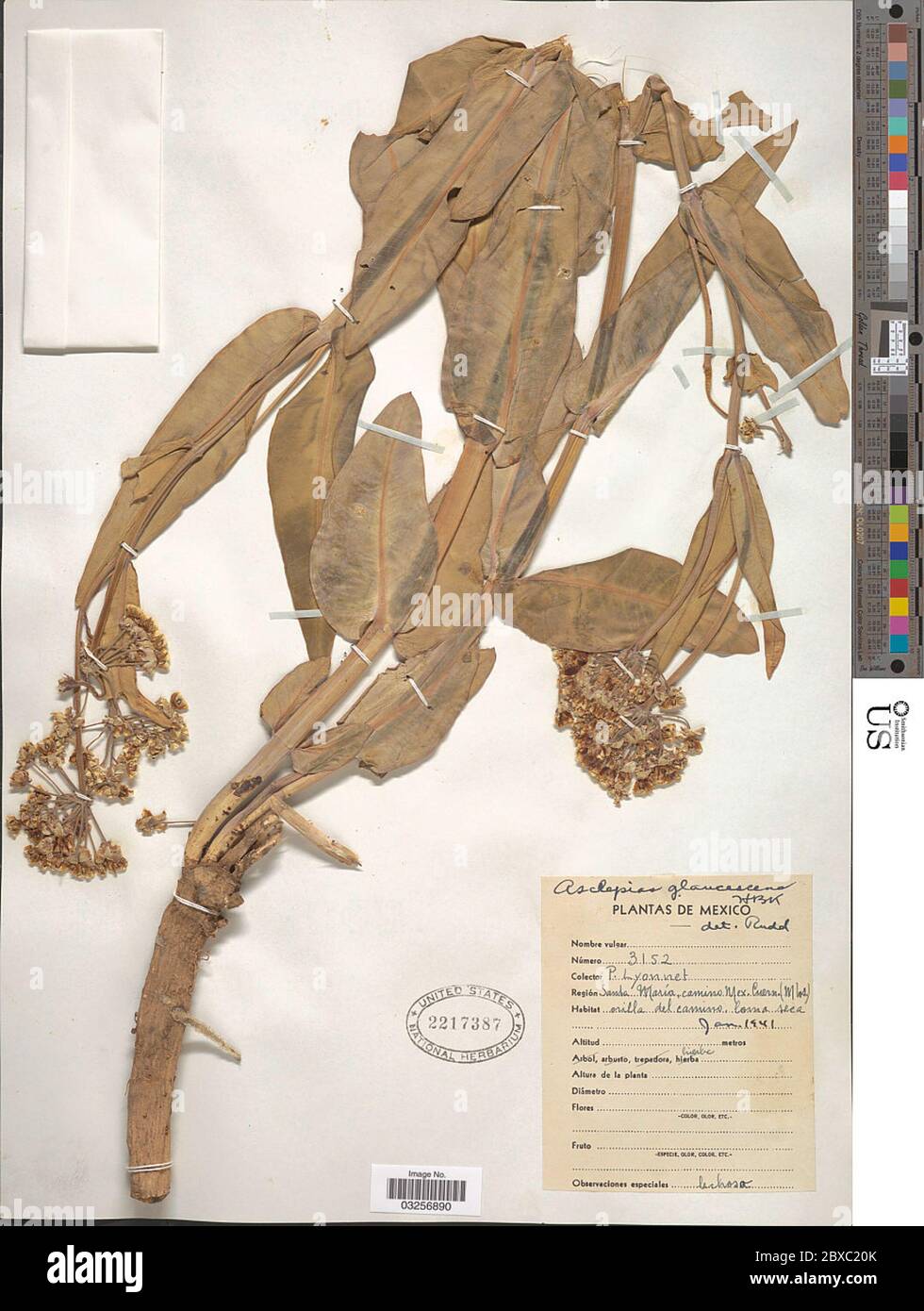 Asclepias glaucescens Kunth Asclepias glaucescens Kunth Stock Photo Alamy