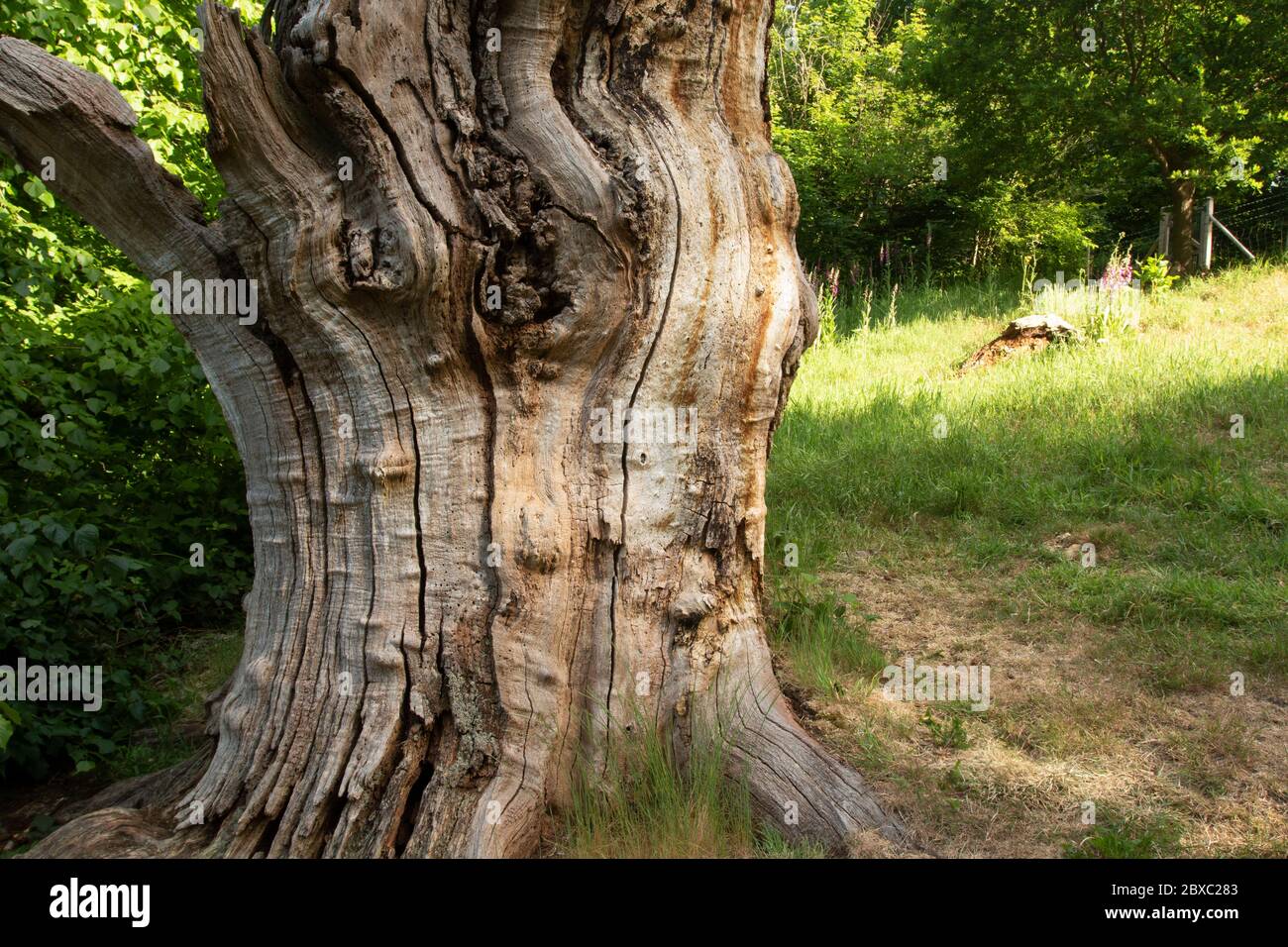 Wilberforce Oak on the outskirts of London, anti-slavery, England, United Kingdom, Europe Stock Photo