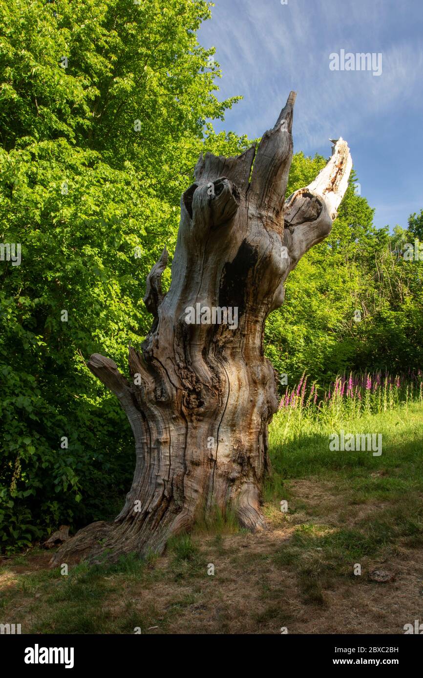 Wilberforce Oak in the London Borough of Bromley, England, United Kingdom, Europe Stock Photo