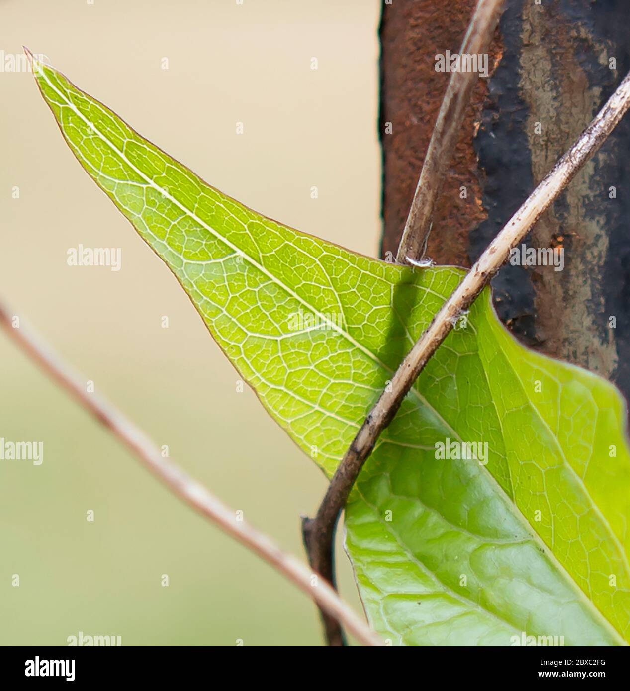 Granny pop out of bed bindweed Stock Photo