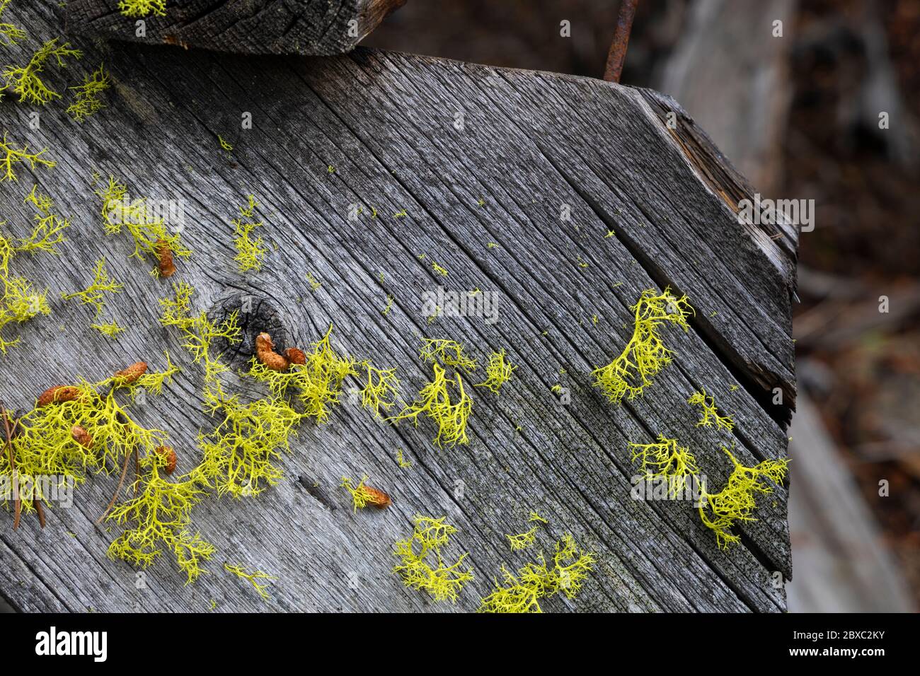 Closeup of weathered, rotting wooden board covered in moss in the silver mining ghost town of Coolidge, Montana. Stock Photo