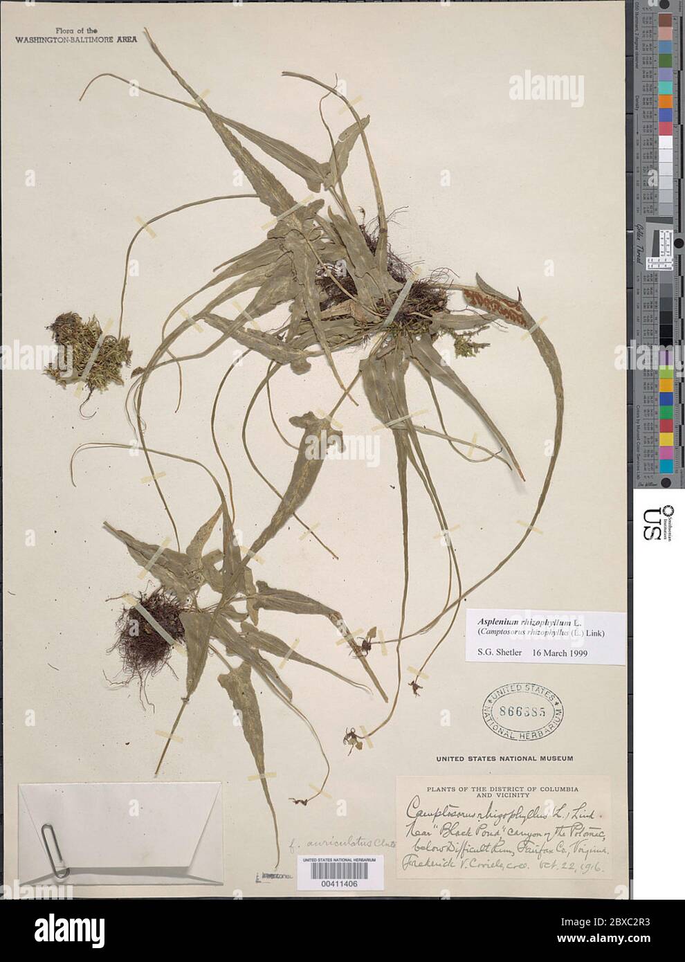 Asplenium rhizophyllum var auriculatum Hieron Asplenium rhizophyllum var auriculatum Hieron. Stock Photo
