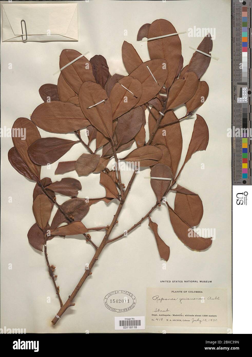 Rapanea guianensis Aubl Rapanea guianensis Aubl. Stock Photo