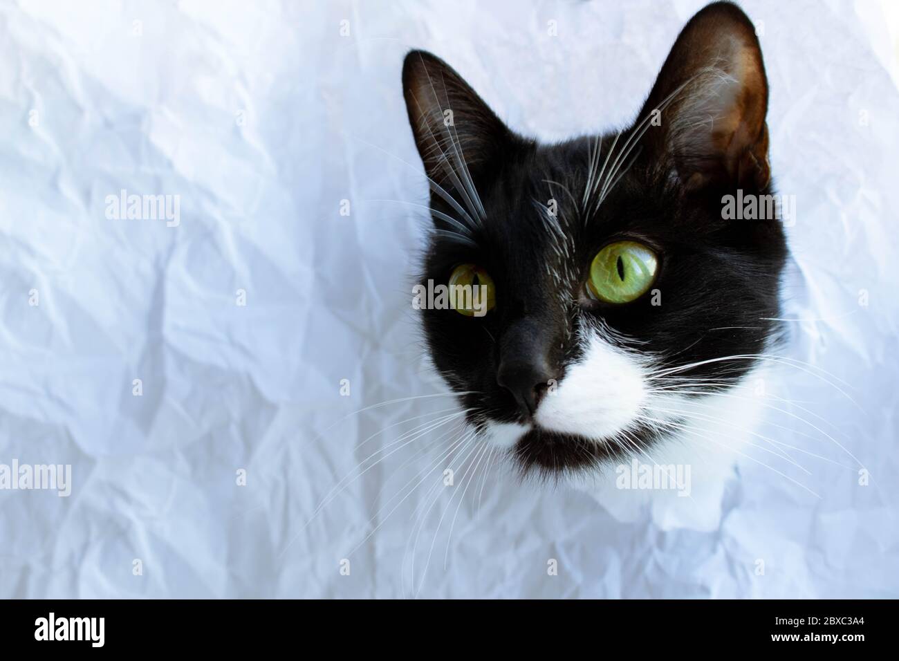 Funny black cat looks through a ragged hole in the white crumpled paper. Game of hide. Naughty Pets and naughty Pets. Copy of the space. Stock Photo