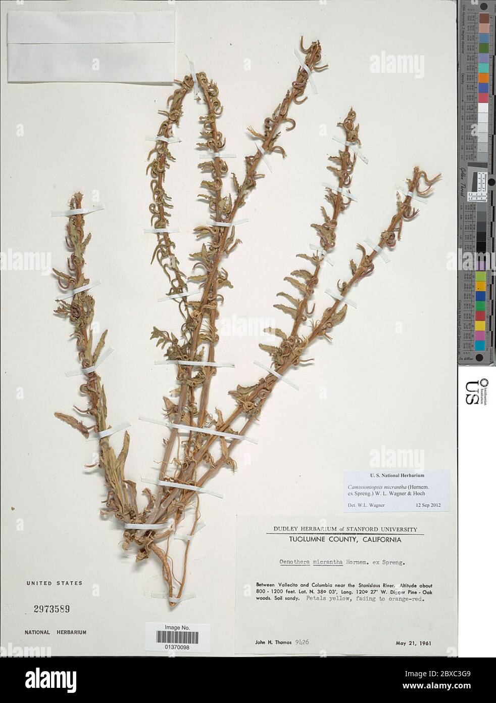 Camissoniopsis micrantha Hornem ex Spreng WL Wagner Hoch Stock Photo