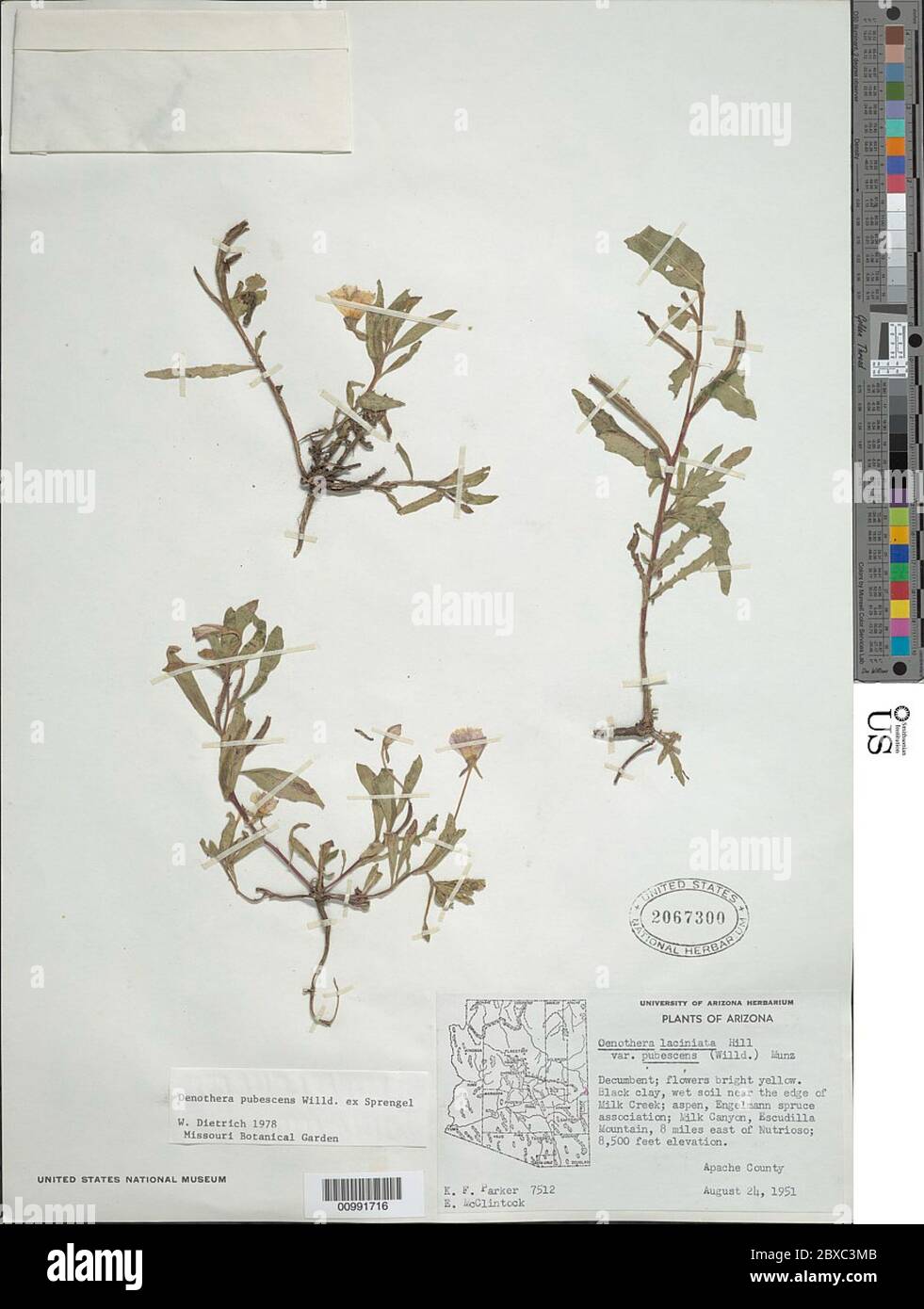 Oenothera pubescens Willd ex Spreng Oenothera pubescens Willd ex Spreng. Stock Photo