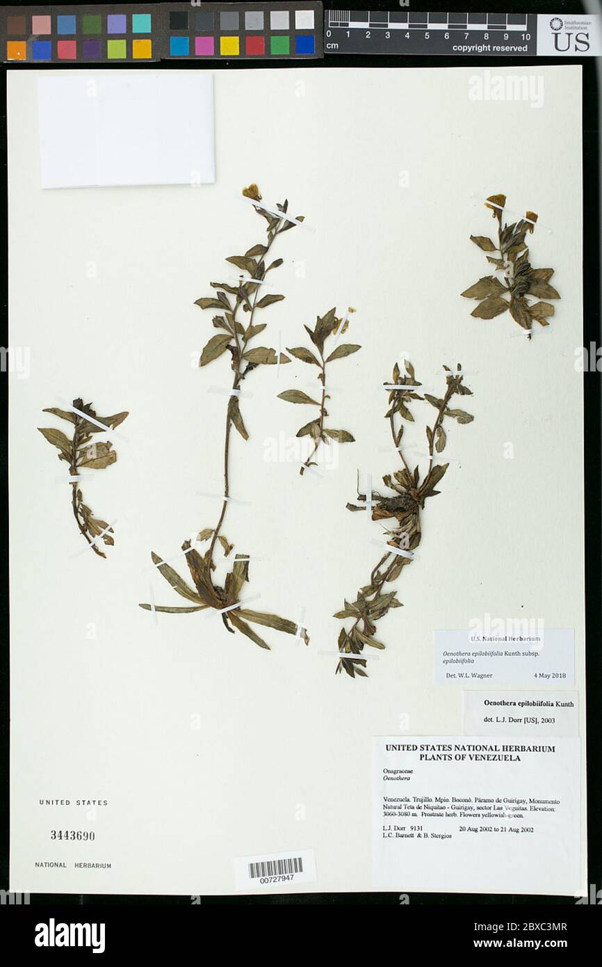 Oenothera epilobiifolia Kunth subsp epilobiifolia Oenothera epilobiifolia Kunth subsp epilobiifolia. Stock Photo