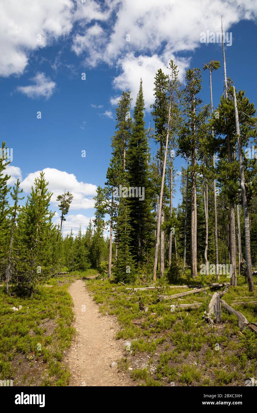 Beula Lake Trail is a 2.5 mile hike to a quaint fishing spot in the back country of Yellowstone National Park. Stock Photo