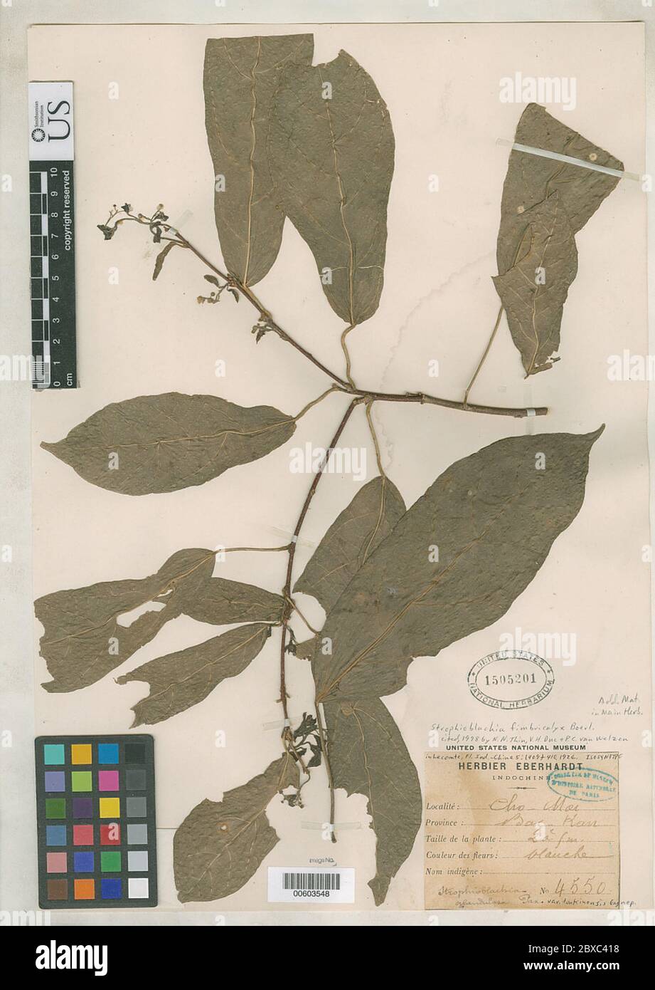 Strophioblachia glandulosa var tonkinensis Gagnep in Lecomte Strophioblachia glandulosa var tonkinensis Gagnep in Lecomte. Stock Photo