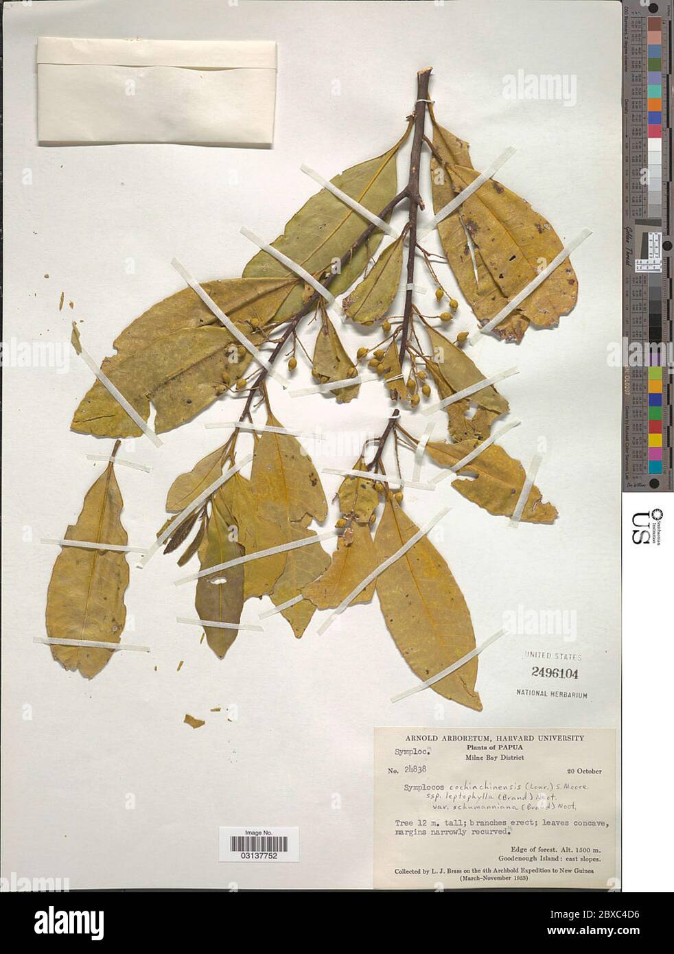 Symplocos cochinchinensis subsp leptophylla var schumanniana Symplocos cochinchinensis subsp leptophylla var schumanniana. Stock Photo