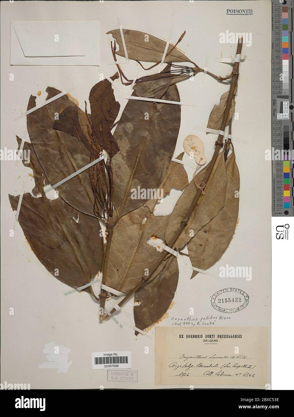 Oxyanthus pallidus Hiern Oxyanthus pallidus Hiern. Stock Photo