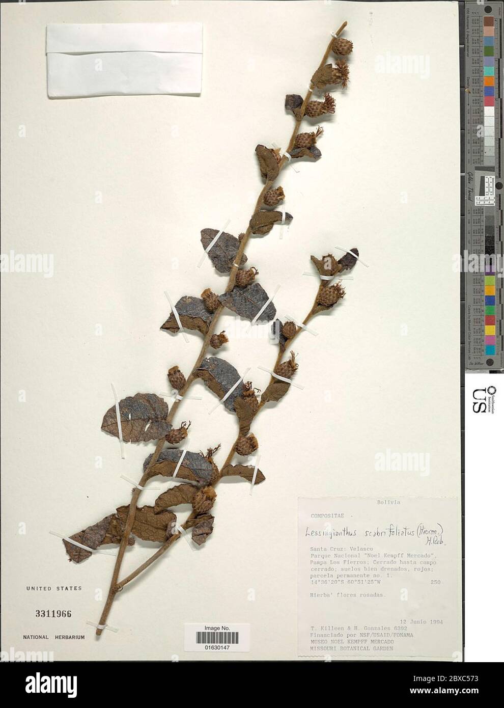 Lessingianthus scabrifoliatus Hieron H Rob Lessingianthus scabrifoliatus Hieron H Rob. Stock Photo