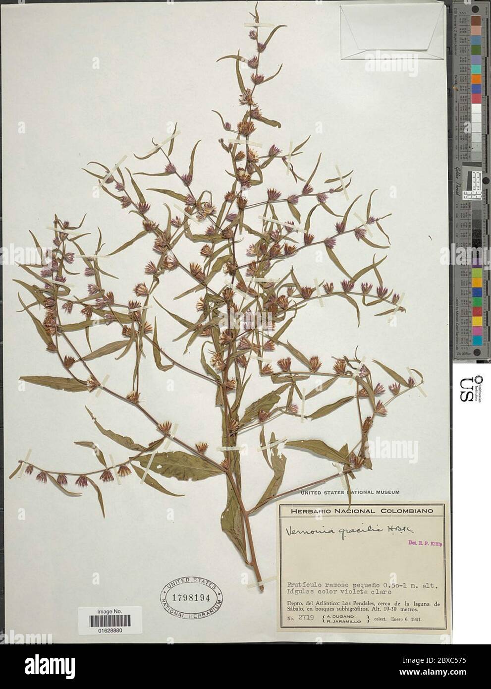 Lepidaploa gracilis Kunth H Rob Lepidaploa gracilis Kunth H Rob. Stock Photo
