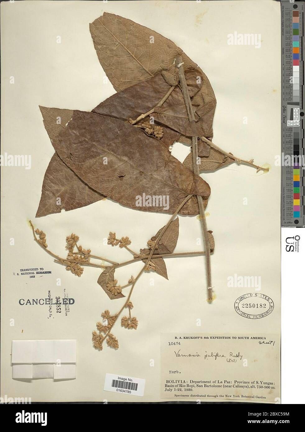 Critoniopsis jubifera Rusby H Rob Critoniopsis jubifera Rusby H Rob. Stock Photo